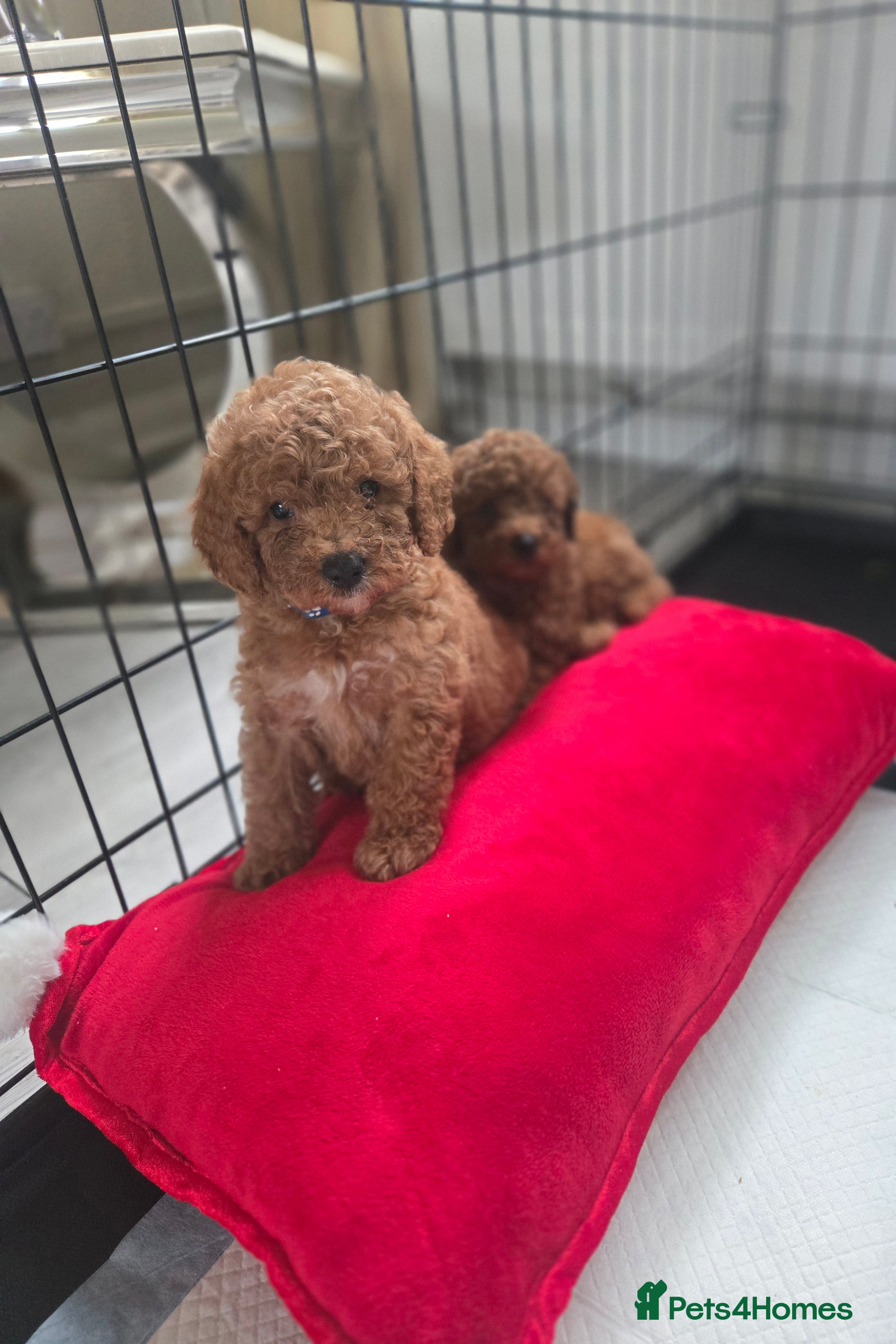 Toy Poodle dogs Toy poodles  - Advert 17