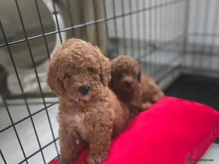 Toy Poodle dogs Toy poodles - Advert 17