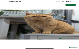 British Shorthair cats for sale: GCCF British Shorthair Chocolate&Lilac kittens - Image 12