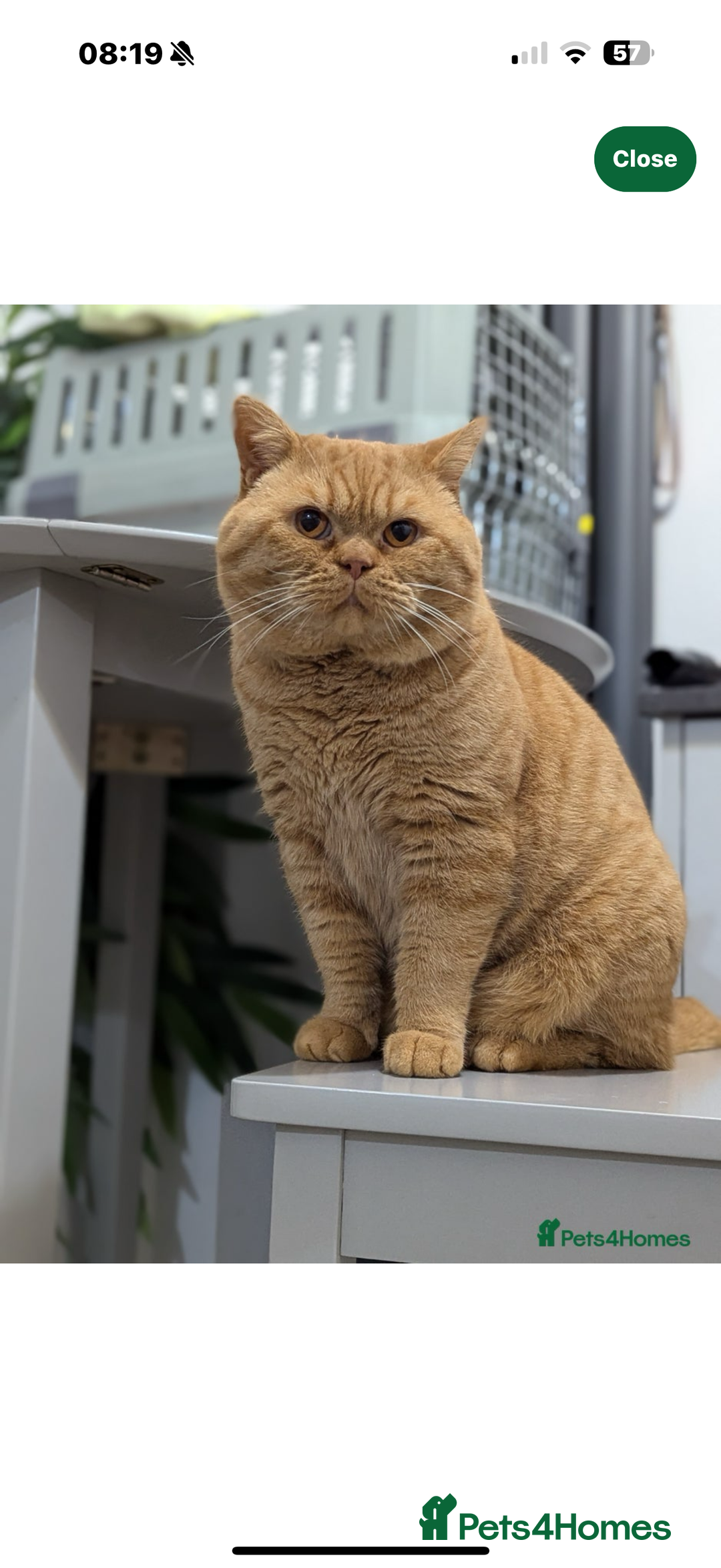 British Shorthair cats for sale: GCCF British Shorthair Chocolate&Lilac kittens - Image 12