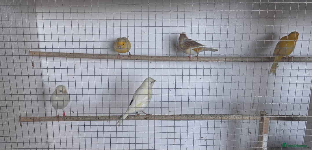 Canaries birds for sale: Fife canaries  - Advert 8