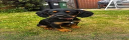 Mixed Breed dogs for sale: Little girl up for sale.  - Advert 4