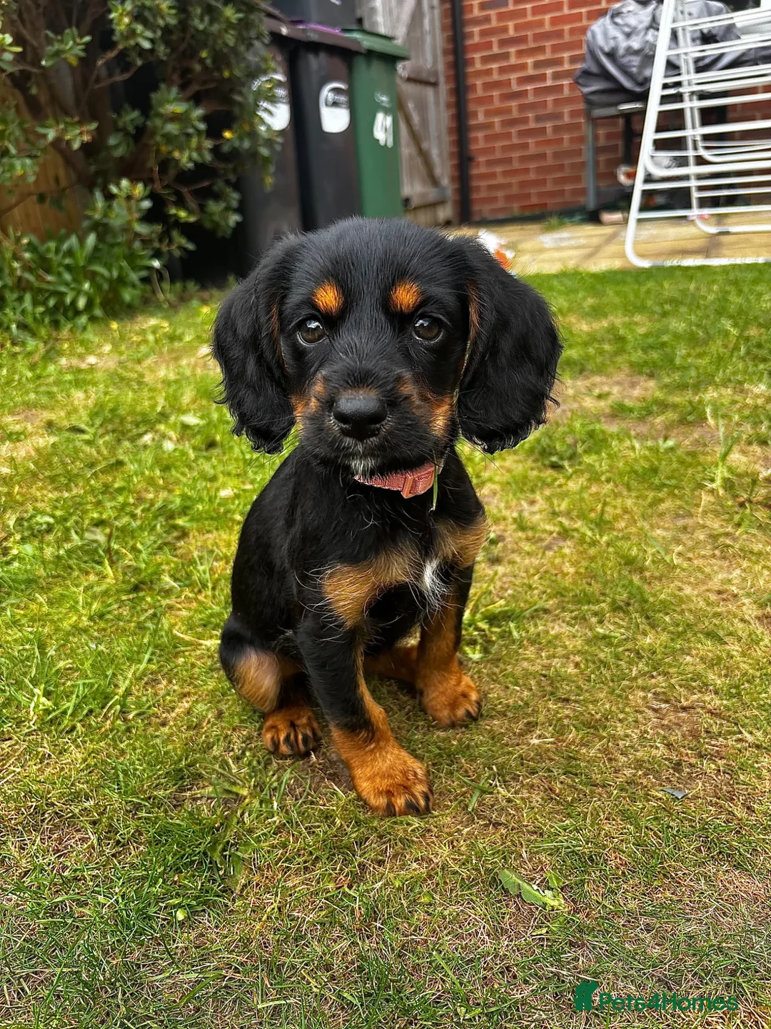 Mixed Breed dogs for sale: Little girl up for sale.  - Advert 4