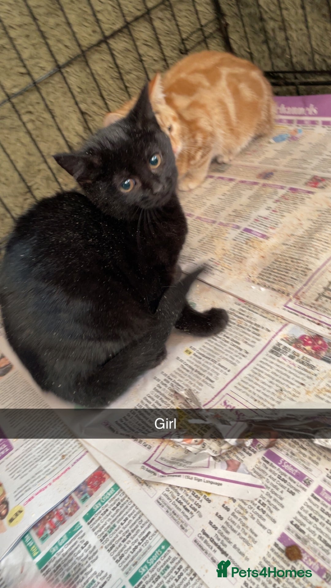 Mixed Breed cats for sale: Mixed rescue kittens  - Advert 11