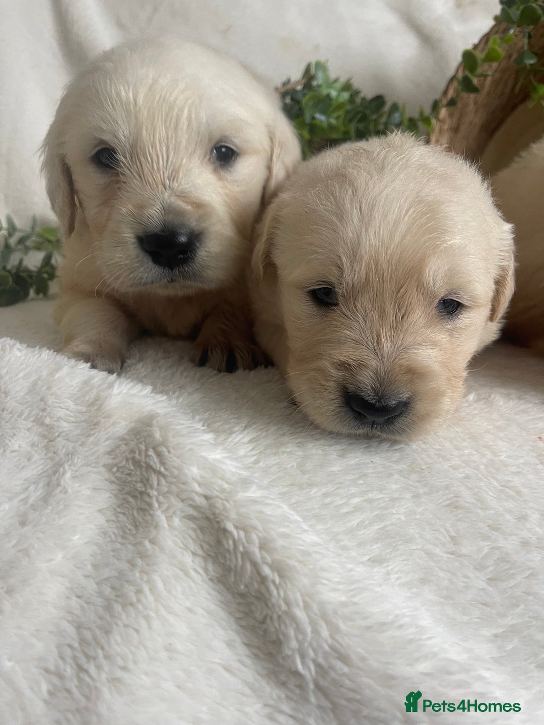 Golden Retriever dogs for sale: STUNNING KC DNA TESTED RETRIEVERS - Advert 1