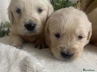 Golden Retriever dogs STUNNING KC DNA TESTED RETRIEVERS - Advert 17