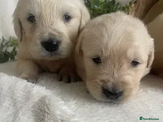 Golden Retriever dogs STUNNING KC DNA TESTED RETRIEVERS - Advert 4