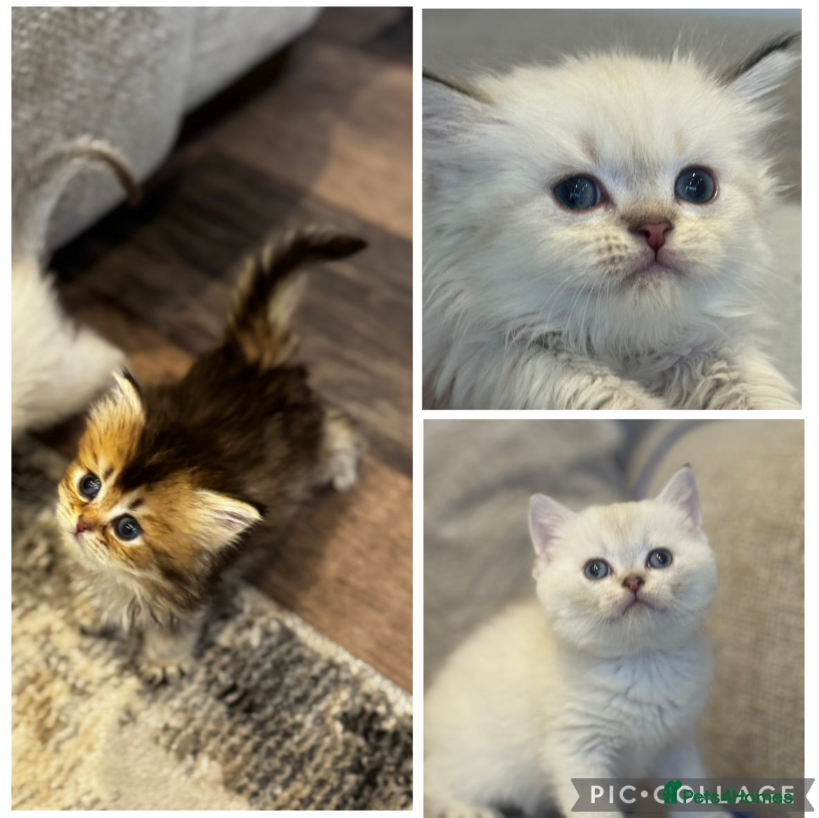 British Shorthair cats TICA Cream and golden British long and shorthair  - Advert 16