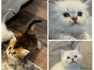 British Shorthair cats TICA Cream and golden British long and shorthair - Advert 1