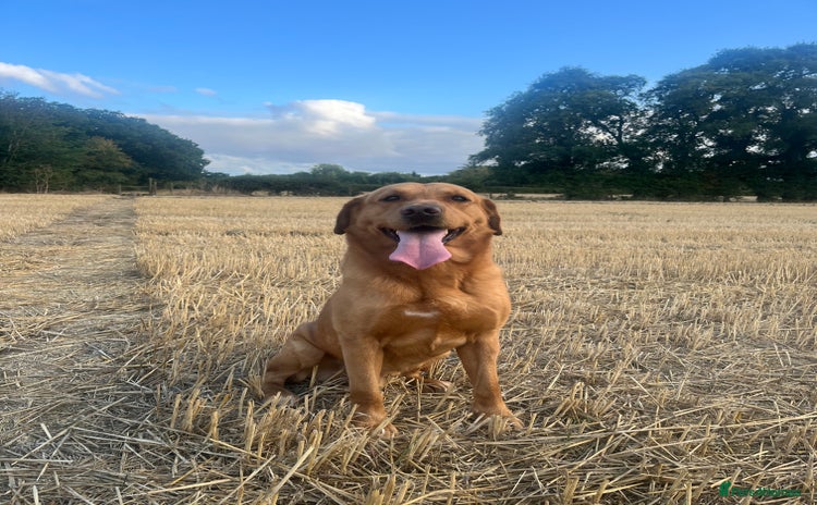 Labrador Retriever dogs in Chelmsford - Advert 16