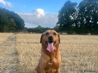 Labrador Retriever dogs in Chelmsford - Advert 1