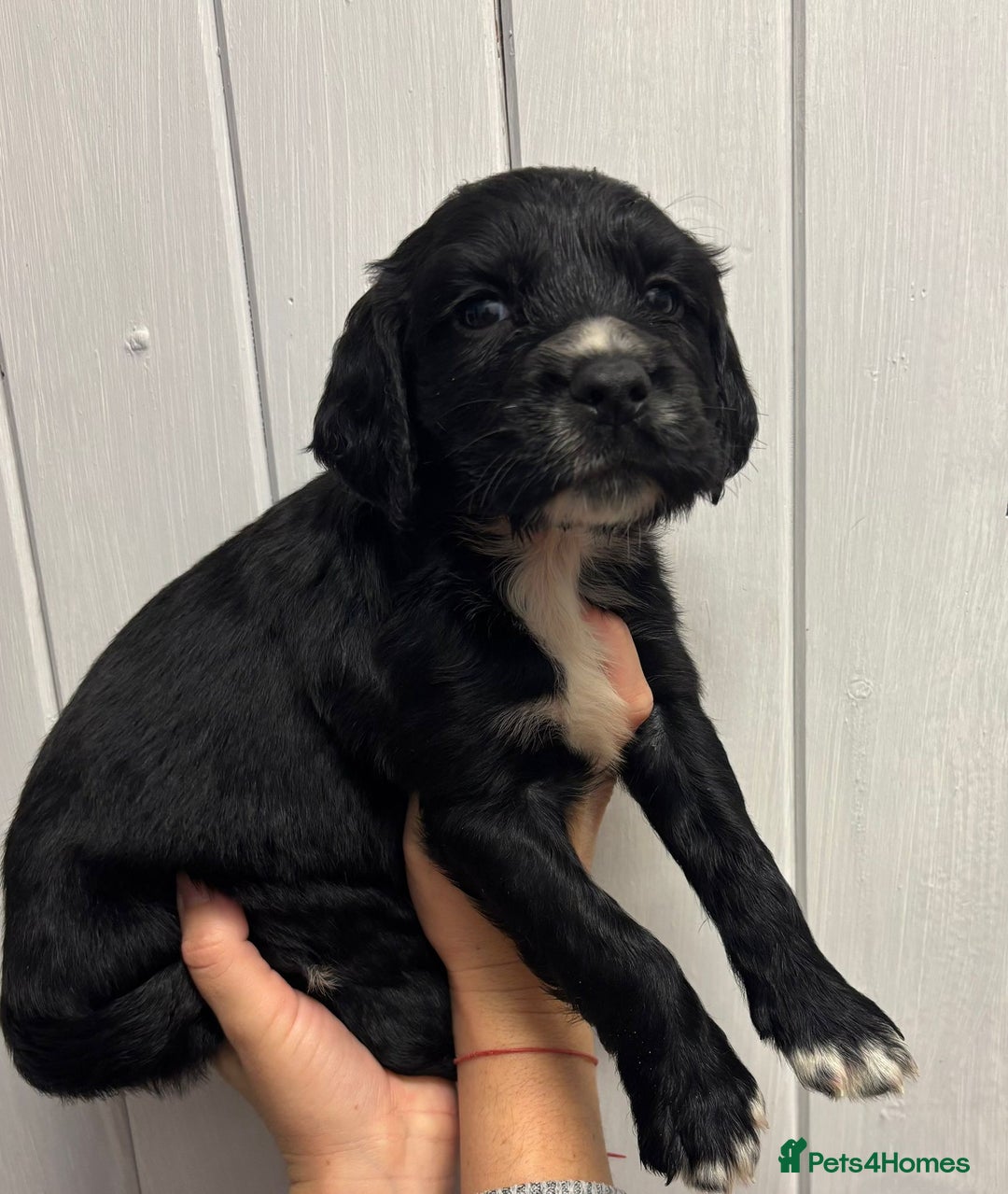 Sprocker dogs for sale: Beautiful Litter Of Sprocker Puppies   - Image 6