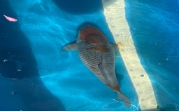 Koi Carp fish for sale: Various koi carp for sale  - Image 3
