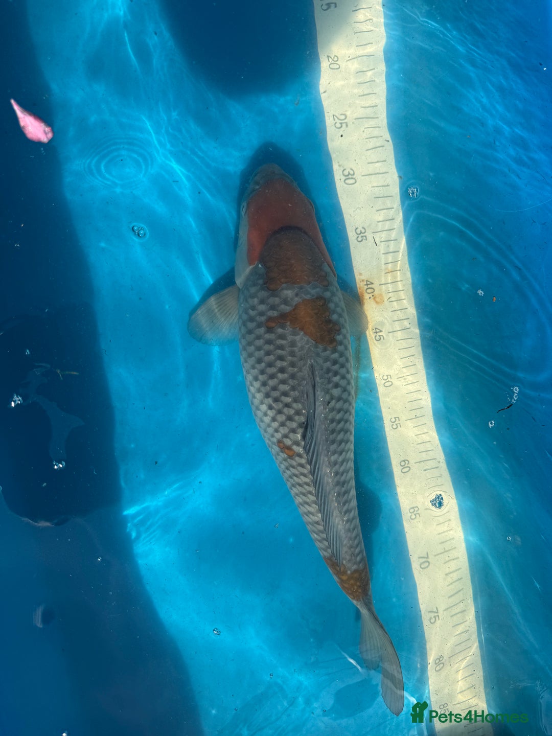 Koi Carp fish for sale: Various koi carp for sale  - Image 3