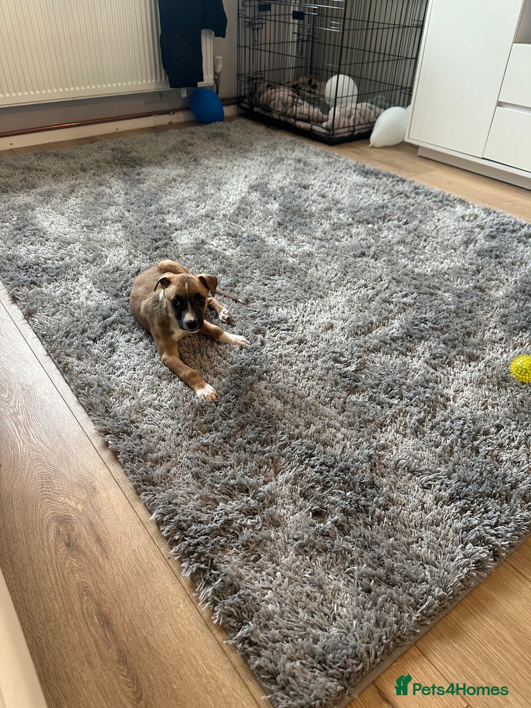 Lurcher dogs for sale: Bull lurcher female - Image 2