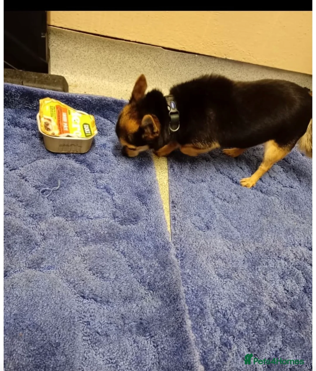 Chihuahua dogs for sale: Minature chihuahuas in Wakefield - Advert 1