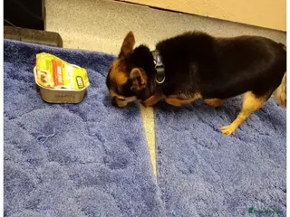 Chihuahua dogs Minature chihuahuas in Wakefield - Advert 1