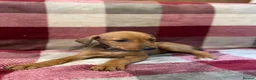 Mixed Breed dogs for sale: 🐾 STUNNING DOBERMAN × LURCHER PUPPIES 🐾 - Advert 5