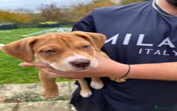 Mixed Breed dogs for sale: Staffy x Australian Kelpie  - Image 25