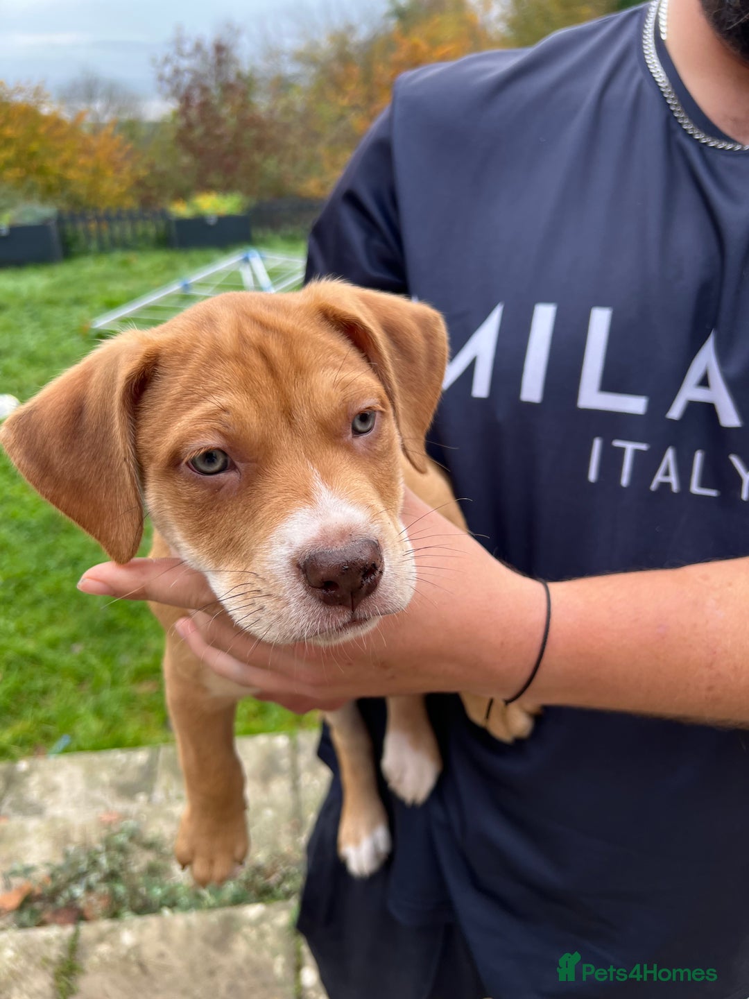 Mixed Breed dogs for sale: Staffy x Australian Kelpie  - Image 25