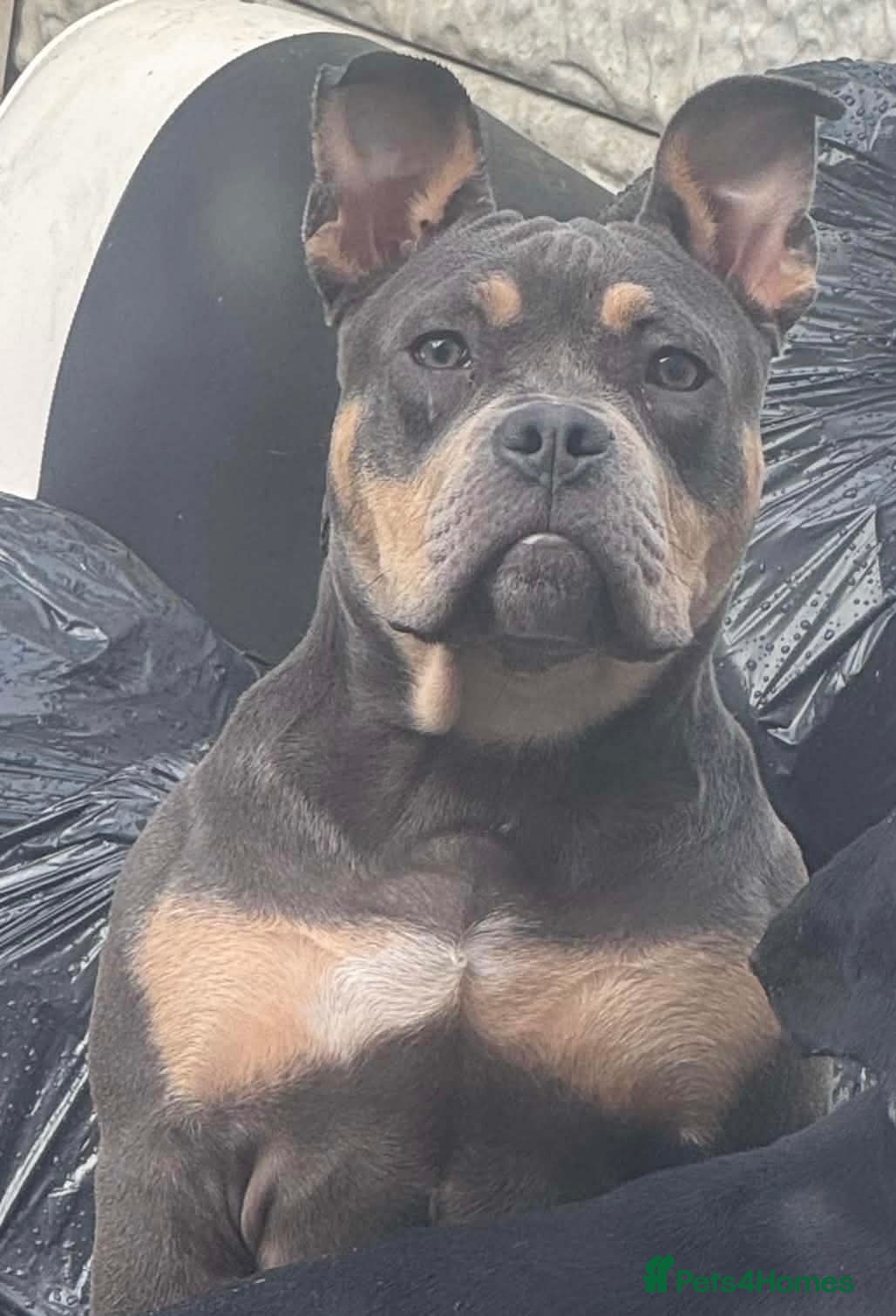 American Bully dogs Lilac Tri American Bully.  - Advert 5