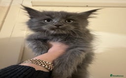 Maine Coon cats for sale: Maine coon x Ragdoll READY NOW 1 BOY LEFT - Image 5