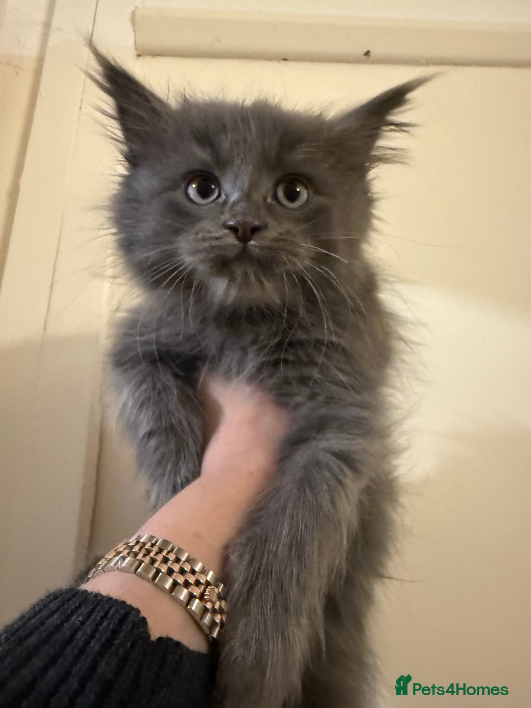 Maine Coon cats for sale: Maine coon x Ragdoll READY NOW 1 BOY LEFT - Image 5