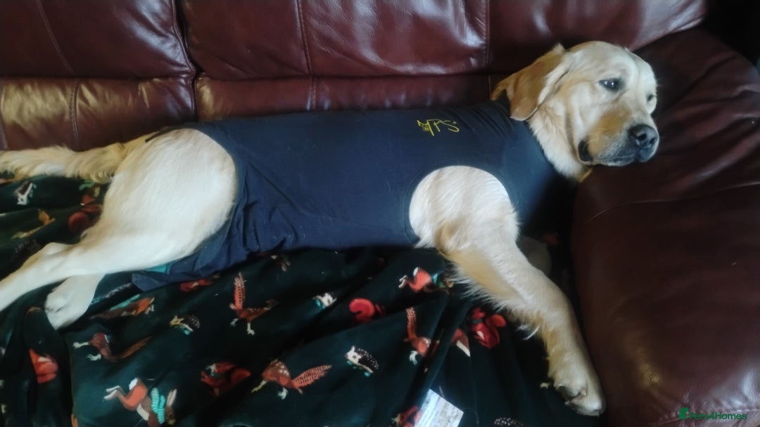 Golden Retriever dogs for sale: KC Registered golden retriever spayed female  - Advert 4