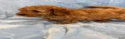 Toy Poodle dogs for sale: Beautiful health tested toy poodles  - Advert 35