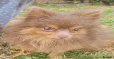 Pomeranian dogs - Advert 6