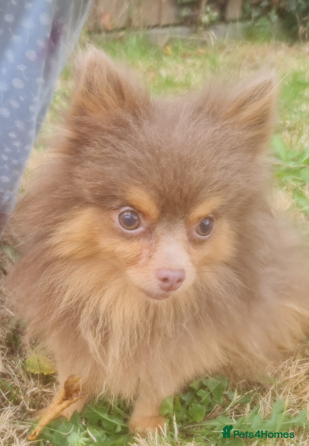 Pomeranian dogs for stud: Petite lilac and tan pomeranian for stud - Image 2