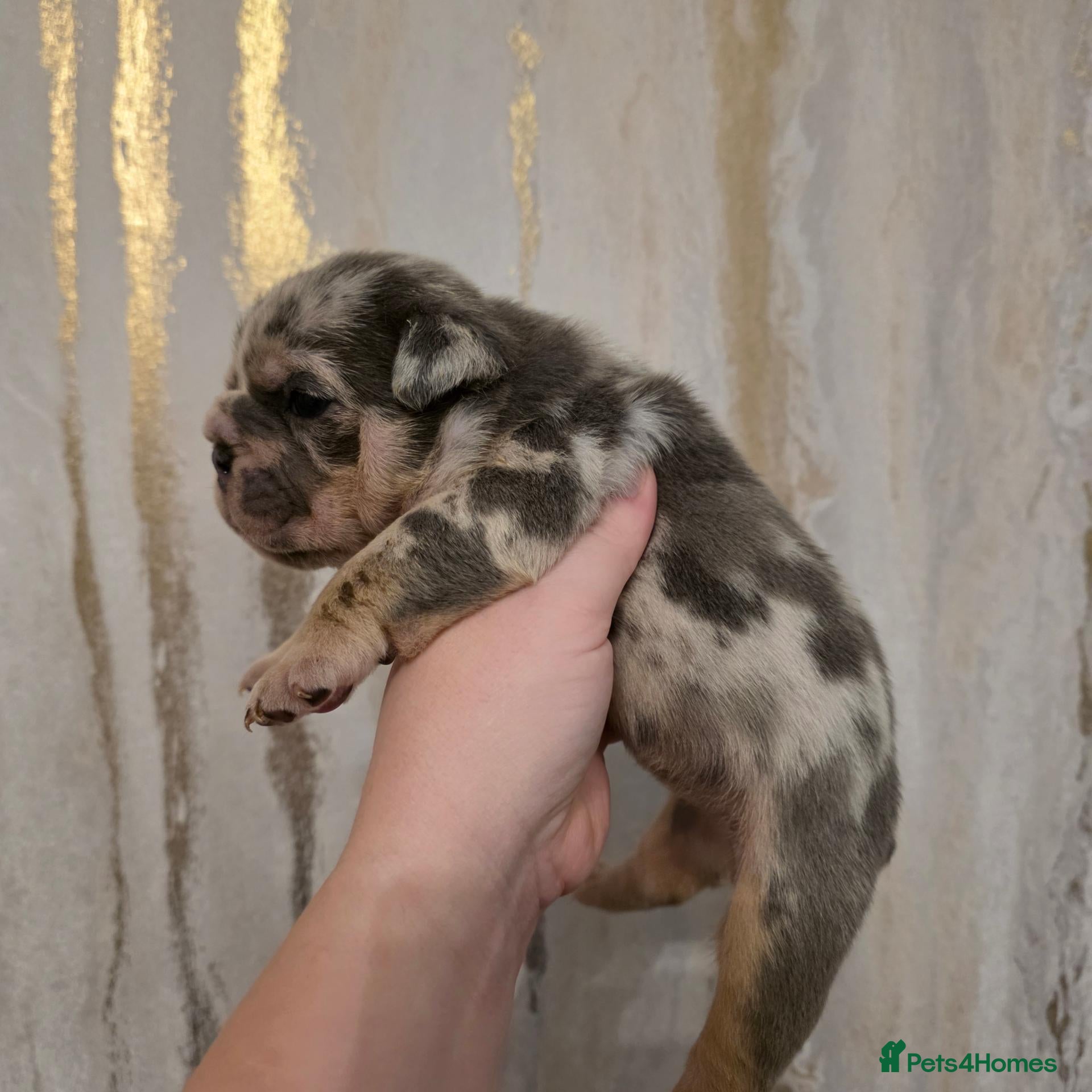 English Bulldog dogs for sale: British bulldog pups - Advert 6