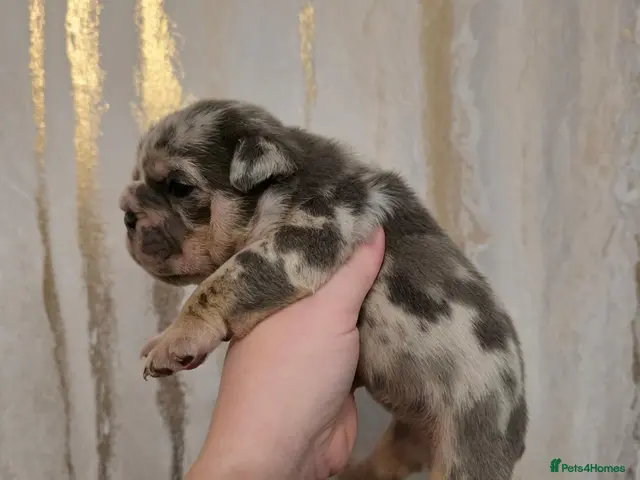 English Bulldog dogs for sale: British bulldog pups - Advert 6