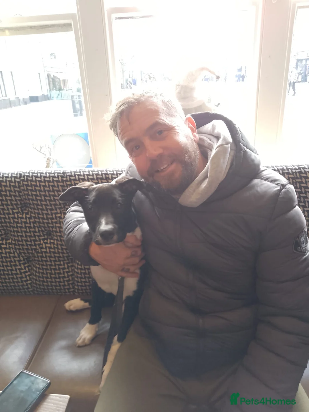 Mixed Breed dogs for sale: Beautiful Lola - Advert 2