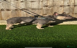 French Bulldog dogs for stud: Lambo in Tipton - Image 4