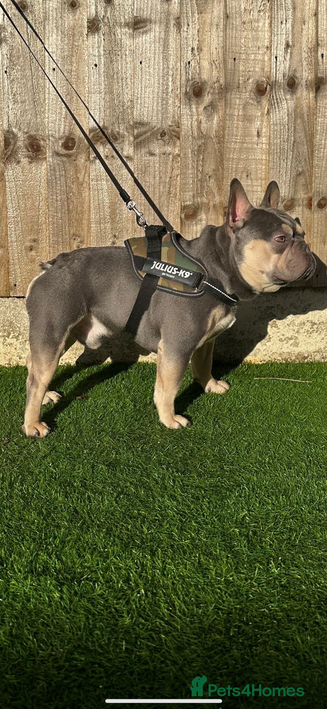 French Bulldog dogs for stud: Lambo in Tipton - Image 4