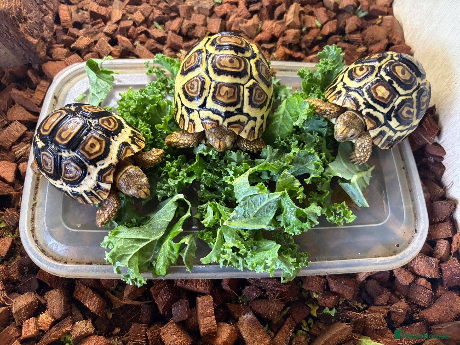 Tortoise reptiles Leopard Tortoise babies Standard/ rare High Whites - Advert 1