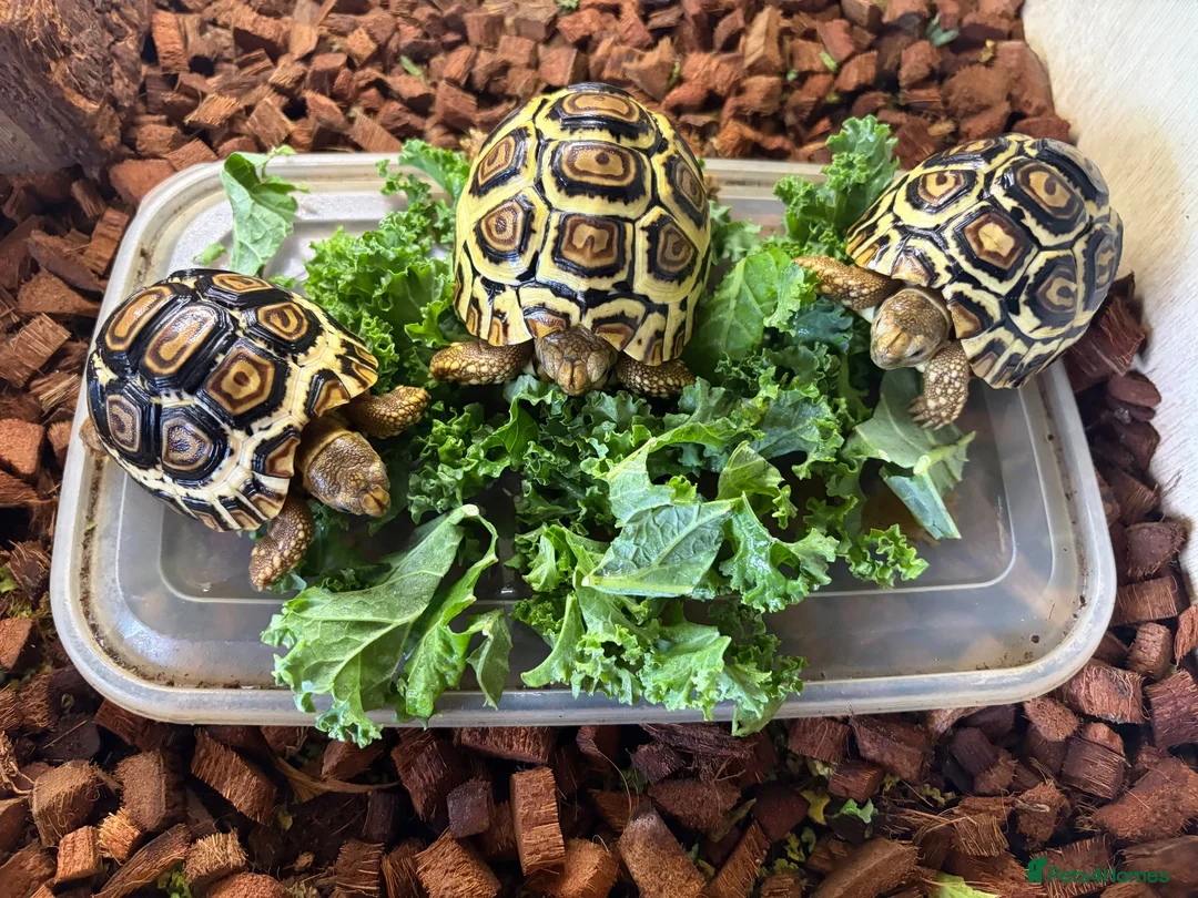 Tortoise reptiles for sale: Leopard Tortoise babies Standard/ rare High Whites - Advert 1