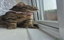 Mixed Breed cats for sale: BEAUTIFUL Kittens Looking forever home - Image 13