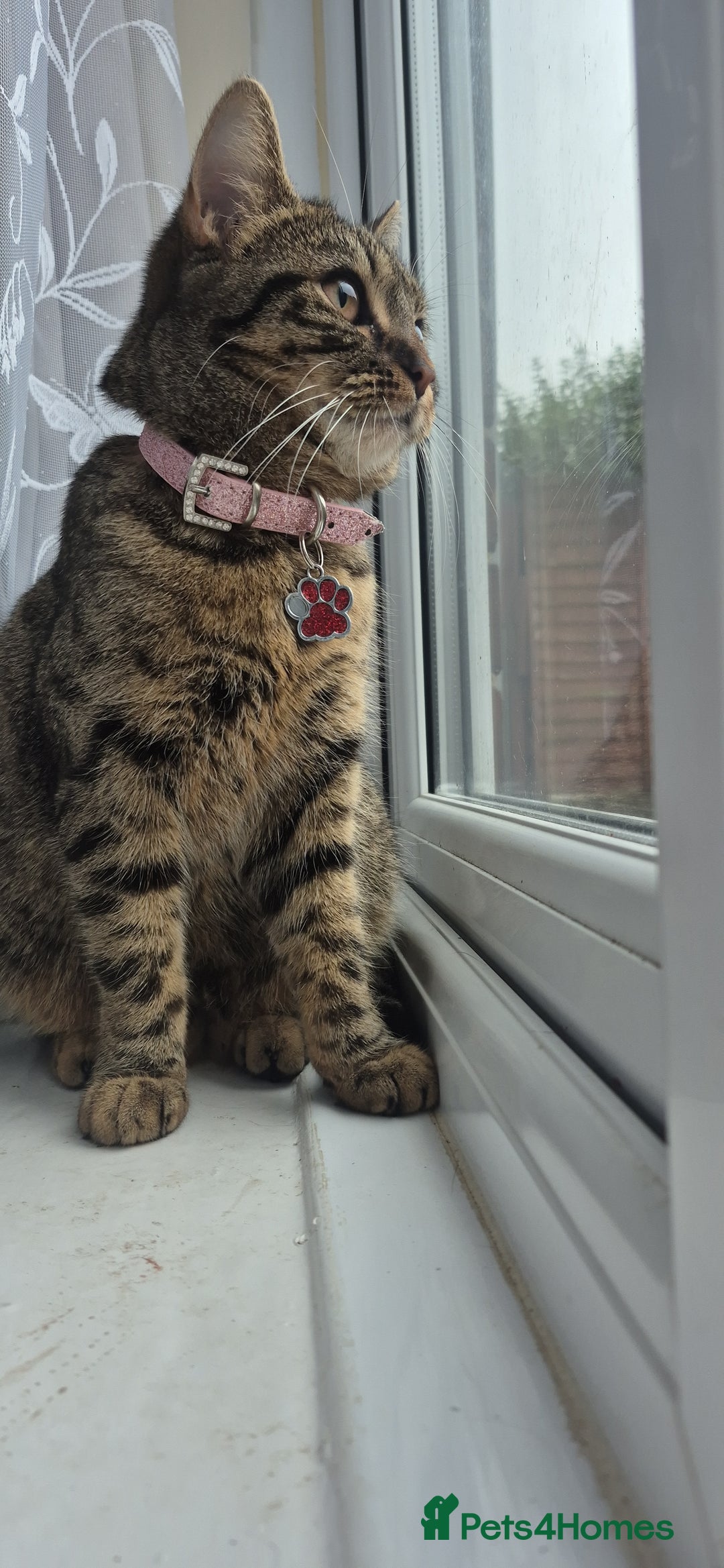 Mixed Breed cats for sale: BEAUTIFUL Kittens Looking forever home - Image 13