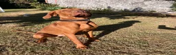 Hungarian Vizsla dogs for sale: Reggie - 8 month old  - Advert 5