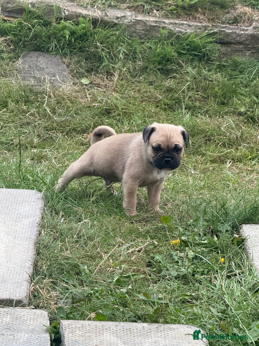 Mixed Breed dogs for sale: Pug x staffy pups REDUCED - Image 3