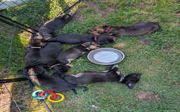 Mixed Breed dogs for sale: ONE PUPPY Left Pomsky x miniature dachshund pups  - Image 13