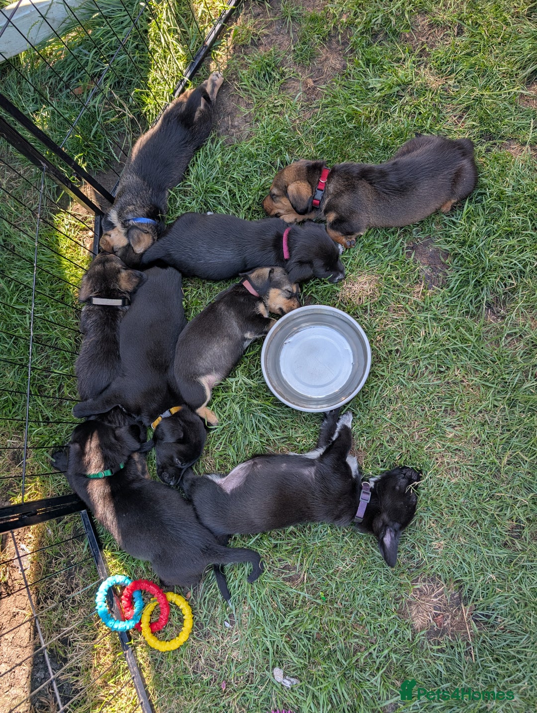 Mixed Breed dogs for sale: ONE PUPPY Left Pomsky x miniature dachshund pups  - Image 13
