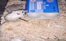 Gerbil rodents for sale: Super friendly gerbils from hobby breeder  - Image 3