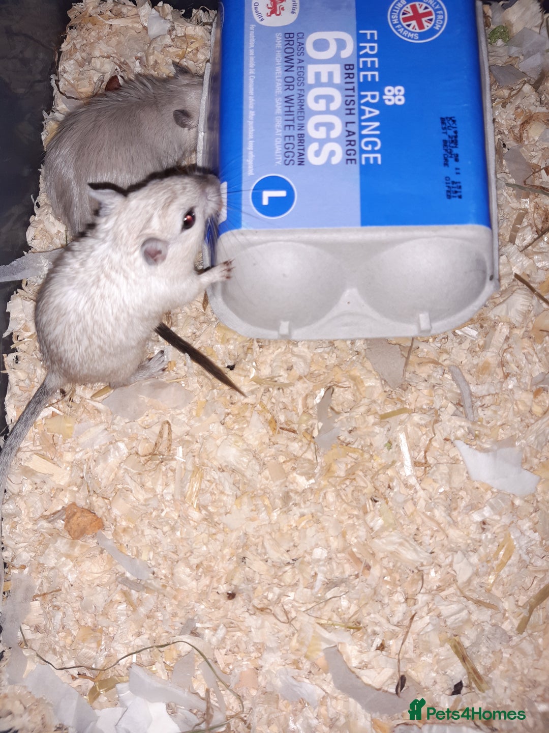 Gerbil rodents for sale: Super friendly gerbils from hobby breeder  - Image 3