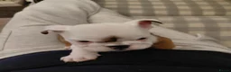 English Bulldog dogs for sale: KC registered English Bulldog pups  1 boy left - Advert 2