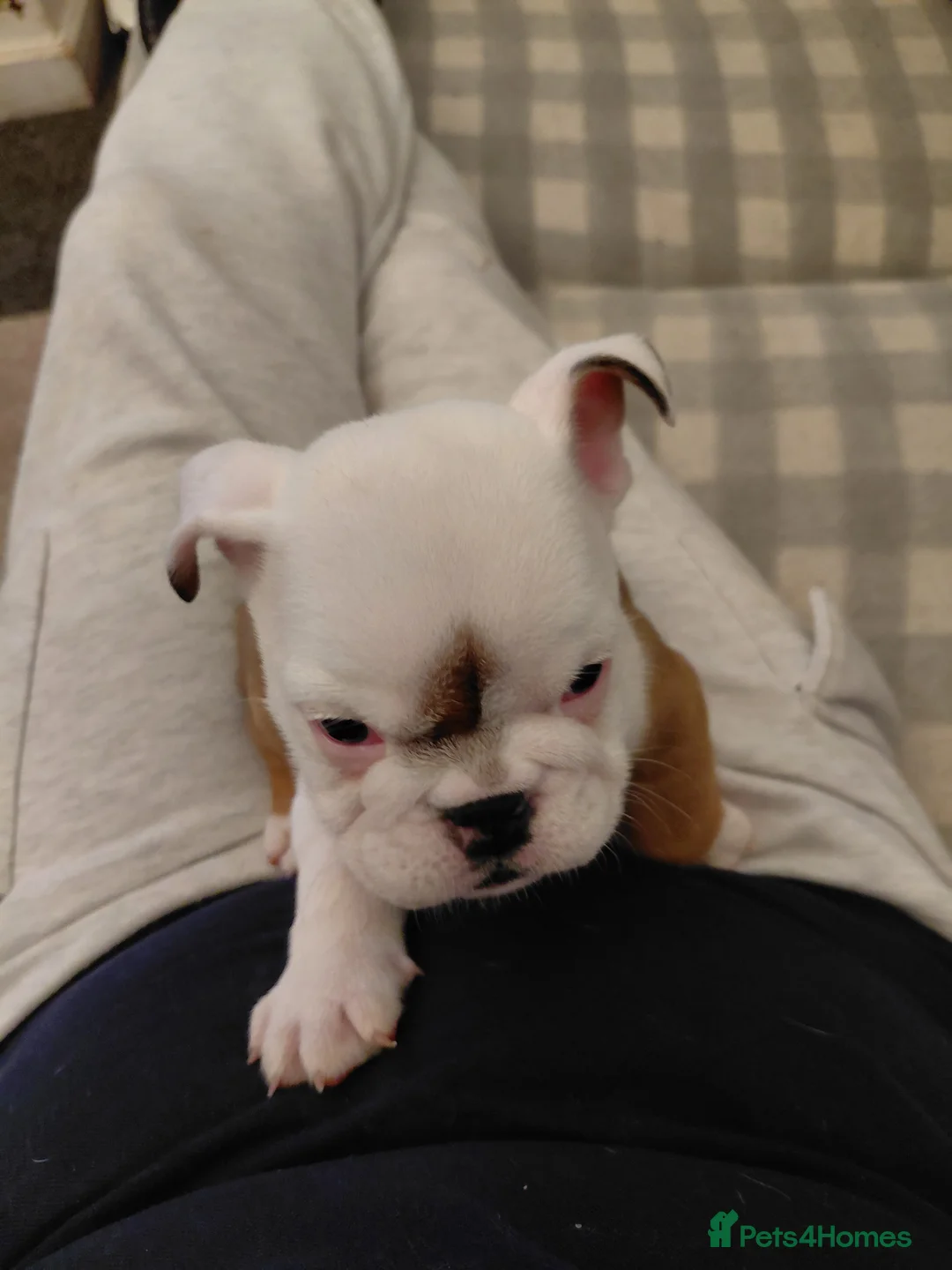 English Bulldog dogs for sale: KC registered English Bulldog pups  1 boy left - Advert 2