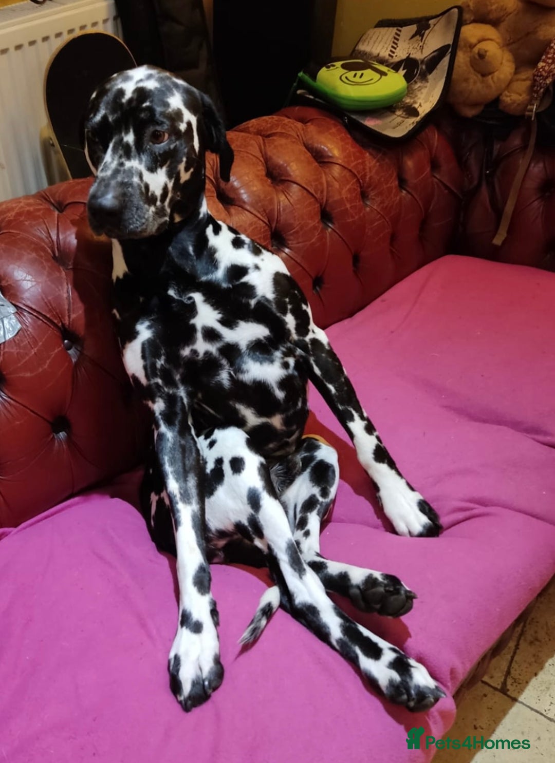 Dalmatian dogs for stud: Extra spotty stud Dalmatian 🐾 KC registered - Advert 4