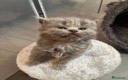 British Shorthair cats for sale: British Shorthair X Ragdoll - Image 1